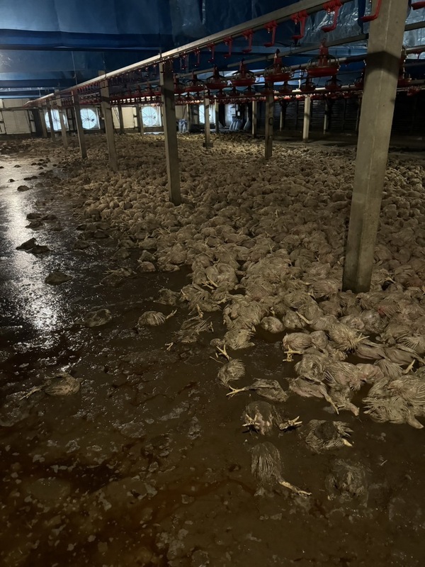 颱風凱米過境 台南農漁畜產初估損失逾2.3億元