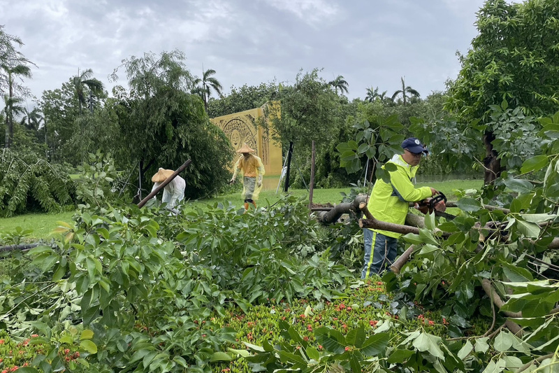 台南水道博物館逾70棵樹倒伏 3天趕工清理順利開館