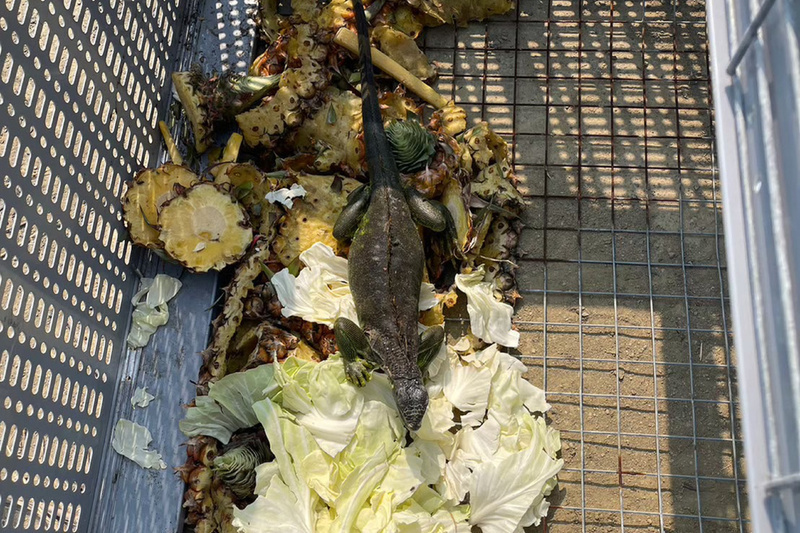 鼓勵獵蜥達人多元捕捉 南市增移除量能