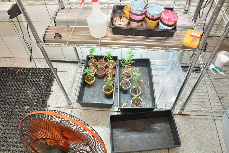 彰化員林民宅成大麻毒品工廠 1男送辦