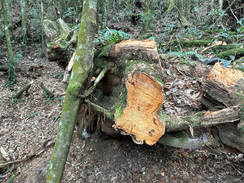 男結夥竊國有木還撞警車 遭判刑1年9月、罰150萬