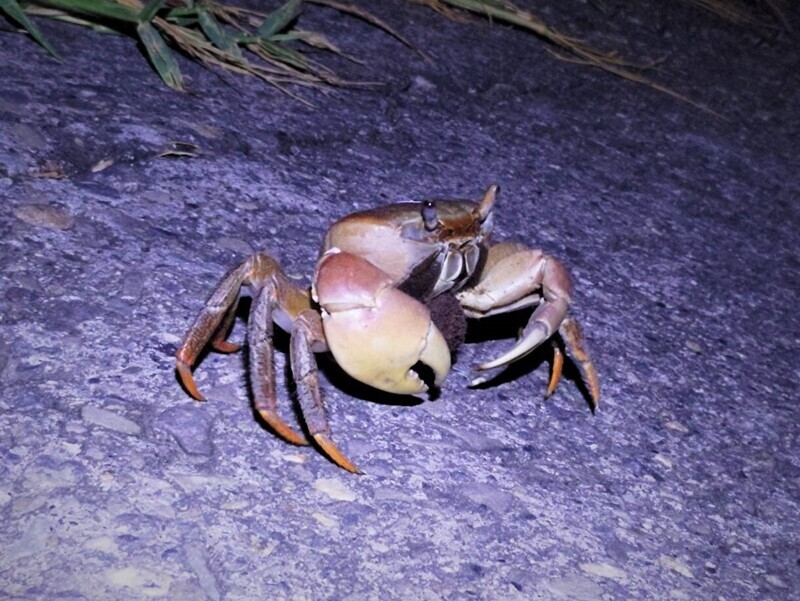 高市援中港濕地陸蟹繁殖季 籲民眾配合巡守交管