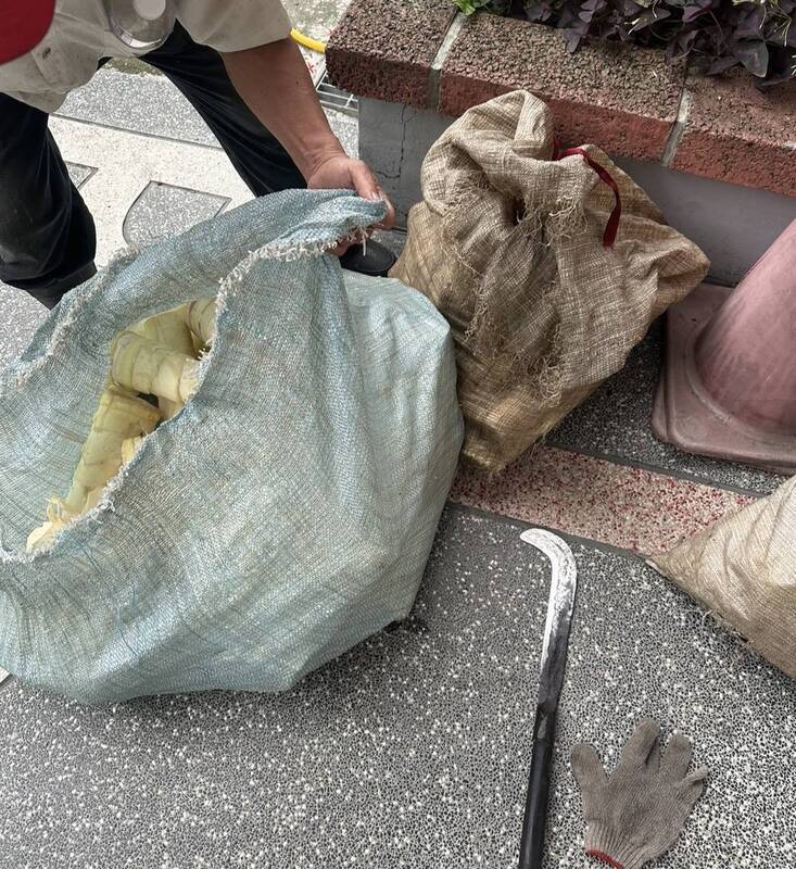 台中男太平山區偷採2大袋竹筍 依竊盜罪法辦