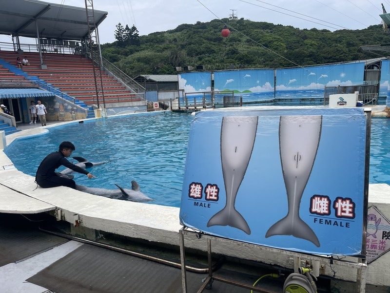 野柳海洋世界體認動保趨勢 海豚秀轉型動態展示