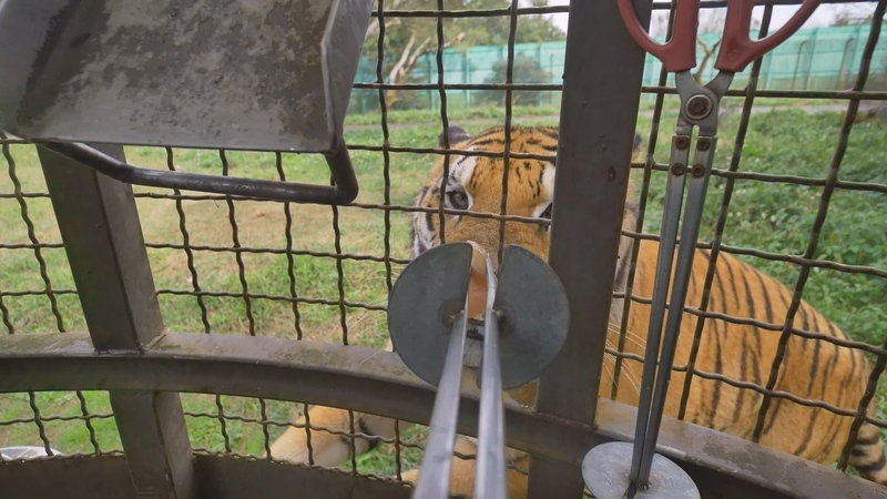 動團抨擊付費餵猛獸 促成陸域保育類動物禁表演