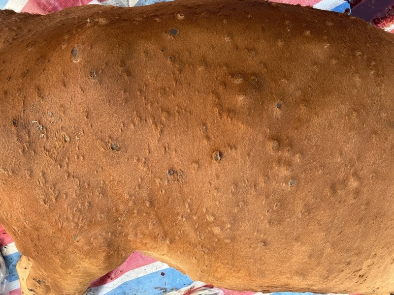 金門牛場再現牛結節疹 牛肉暫停輸往台灣