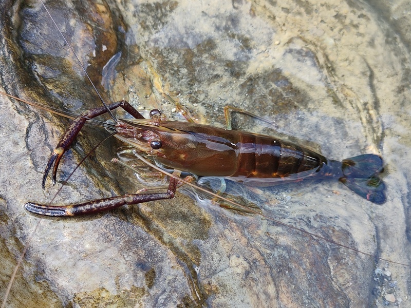 太魯閣砂卡礑步道受損封閉 溪流生態逐漸復甦