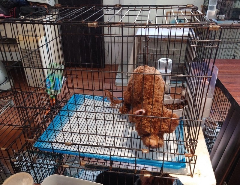 民宅10品種犬長期關籠挨罰 北市查送養疑超收費