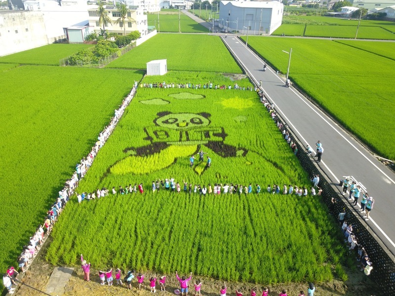 「貓熊寶寶」現蹤南投稻田 學童拔雜草盼長更壯