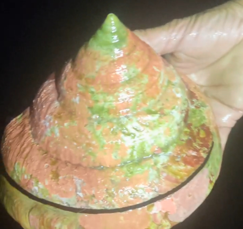 龍宮貝賣12萬買主願放生 宜蘭漁民返龜山島履約