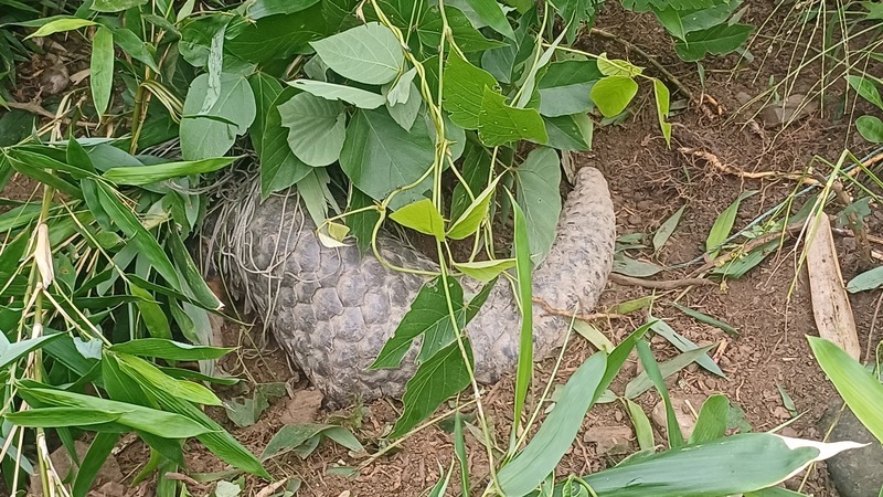 富里鄉羅山村發現受困繩索穿山甲 鄉民公所聯手救援