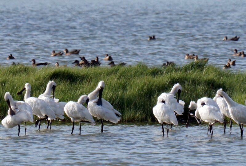嘉義逾百黑琵雨中覓食珍貴影像 揭開候鳥季序幕