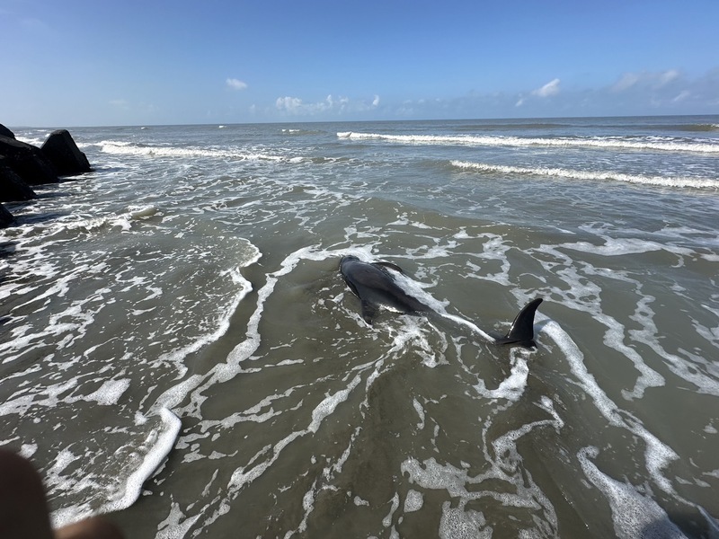 4隻小虎鯨擱淺台南青山漁港 橋梁不通影響救援
