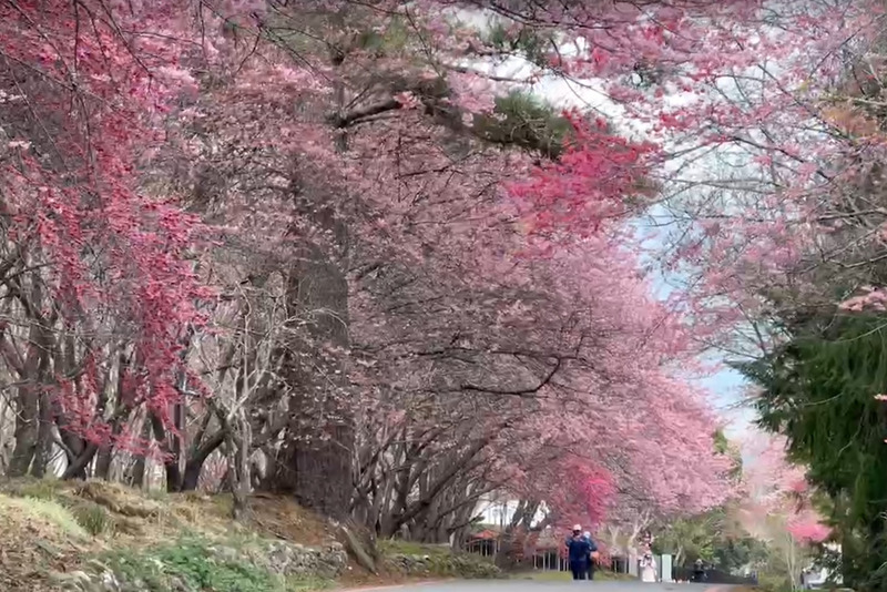 114年武陵農場櫻花季 11/1開放訂房