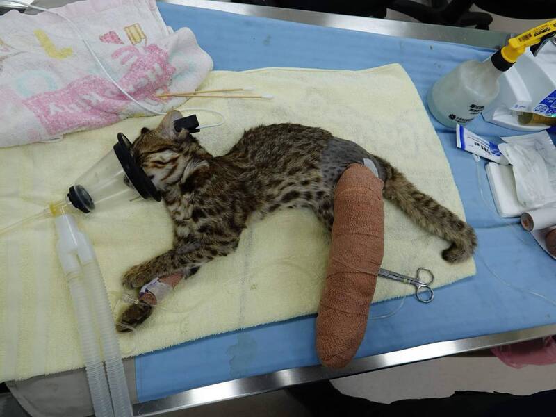 石虎現蹤台中高鐵特區 農業局：生態轉移覓食老鼠