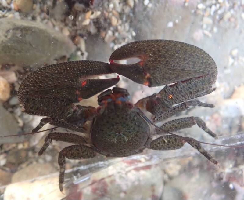 基隆潮境保育區有成 鏡頭捕捉罕見珊瑚、蝦蟹