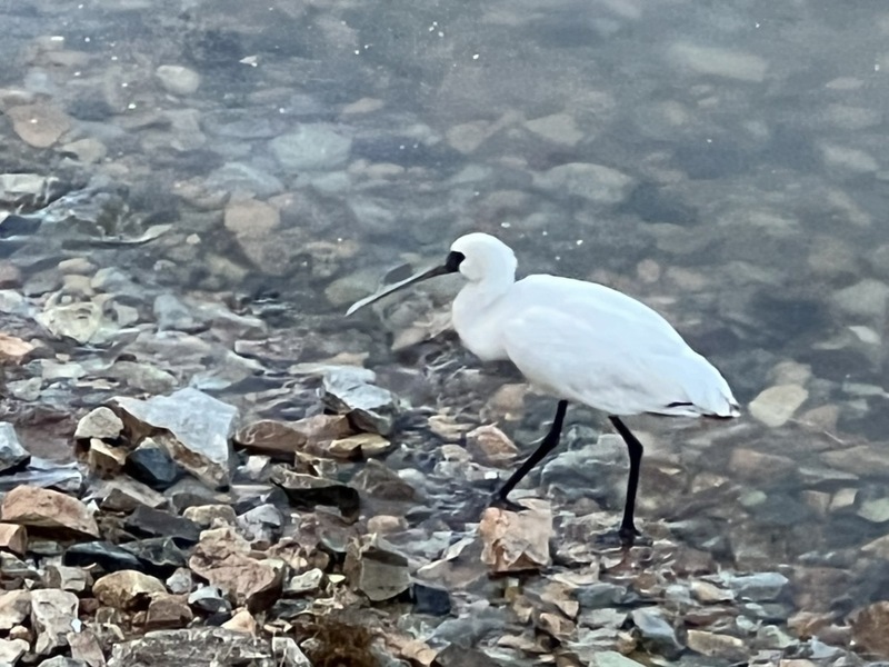 馬祖南竿出現黑面琵鷺蹤跡 在地鳥友：罕見