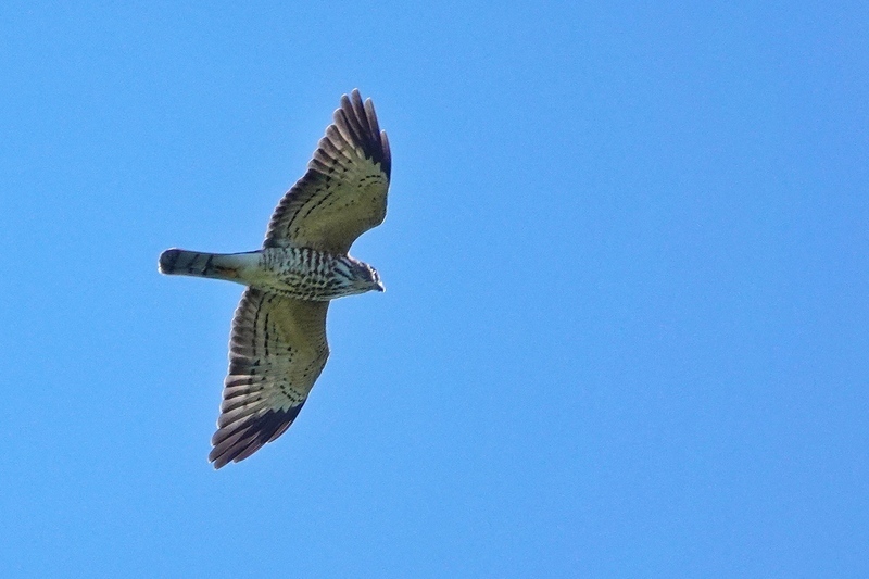 赤腹鷹南下遷徙過境 桃園市虎頭山觀測到5487隻
