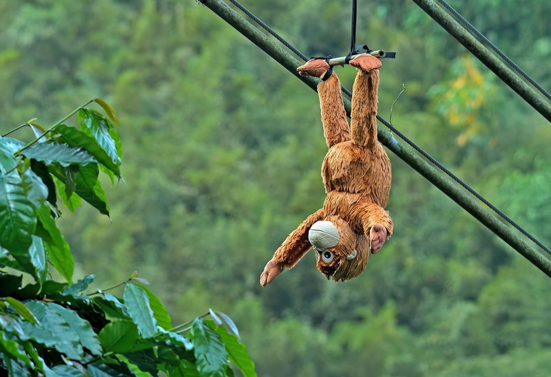 保護咖啡豆不被猴子偷吃 農民吊「猩猩」布偶警示