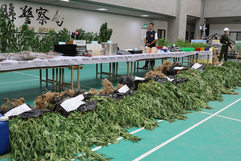 雲檢警破獲占地3甲溫室大麻園 市值超過10億元