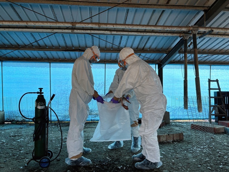 台南西港區肉鵝場遭檢舉 檢出禽流感撲殺108隻