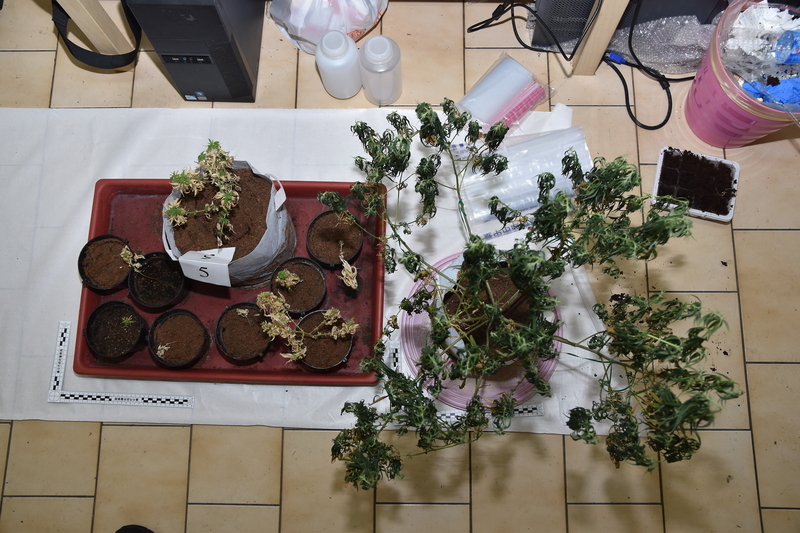 農業科系畢業走歹路 2男自學種大麻市價2850萬