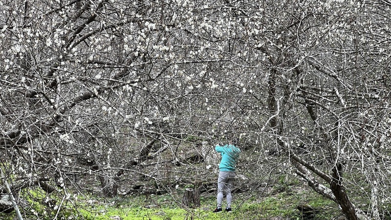 113年11月颱風打亂花期 南橫梅花「三弄」有機會