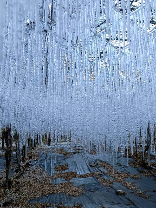 武陵農場清晨零下3.2度 園區披上冰霜成銀白世界