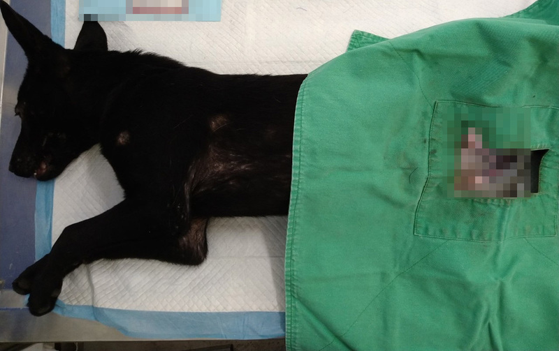 議員指補助毛孩絕育費低 北市府研議115年提高