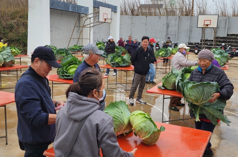 聽飛機聲音長大 澎湖烏崁高麗菜王單顆逾19斤