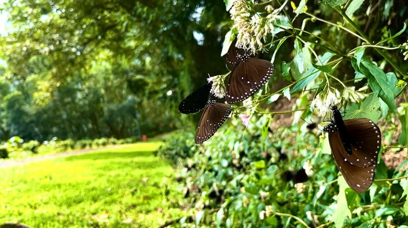 紫蝶幽谷展翅幻色奇景 茂管處跨單位保育護珍寶