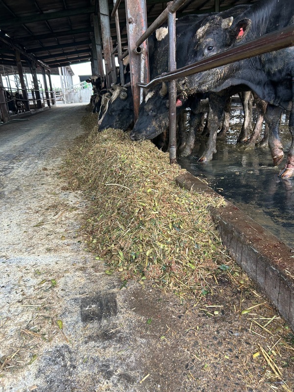 養牛飼料新口味 鳳梨檸檬果皮渣上菜