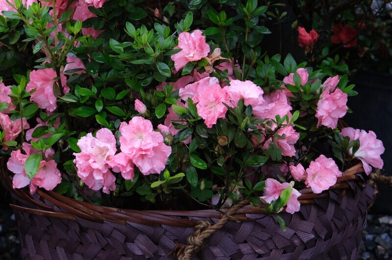 新北萬金杜鵑花展2/27登場 市府打造一日遊迎客