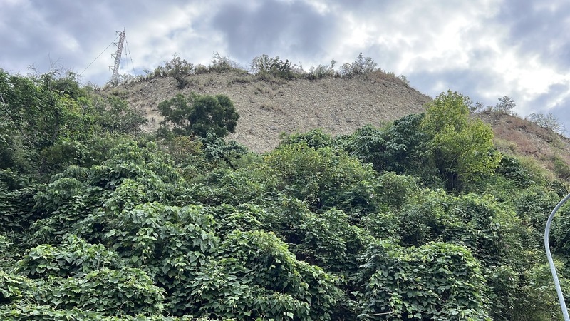 台東市區鯉魚山台灣野山羊現蹤 進入路徑費解