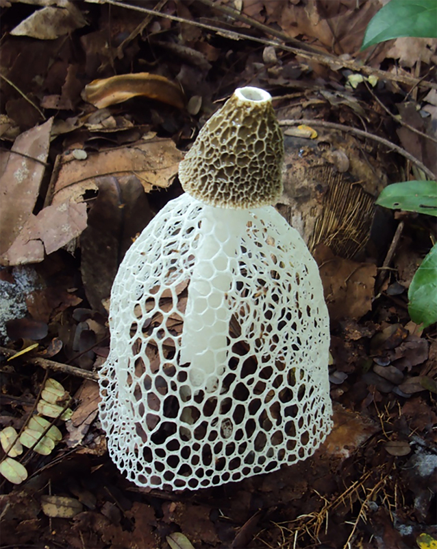 活絡山村經濟 林業署林下經濟增竹笙等新品項