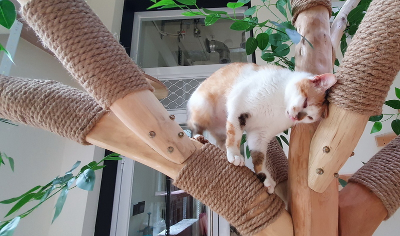 為貓奴創造福音 新北動保處打造遛毛寶貝新樂園