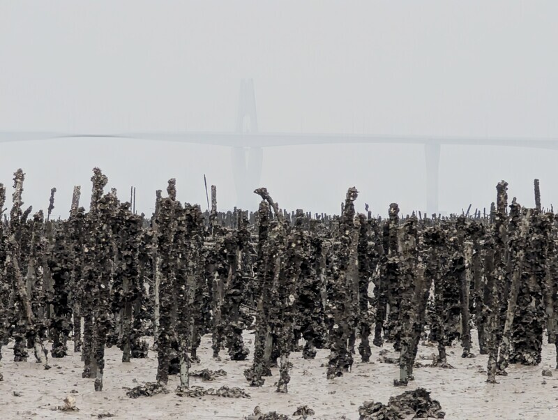 牡蠣養殖戶溯源管理 金門將先納管水試所輔導蚵民