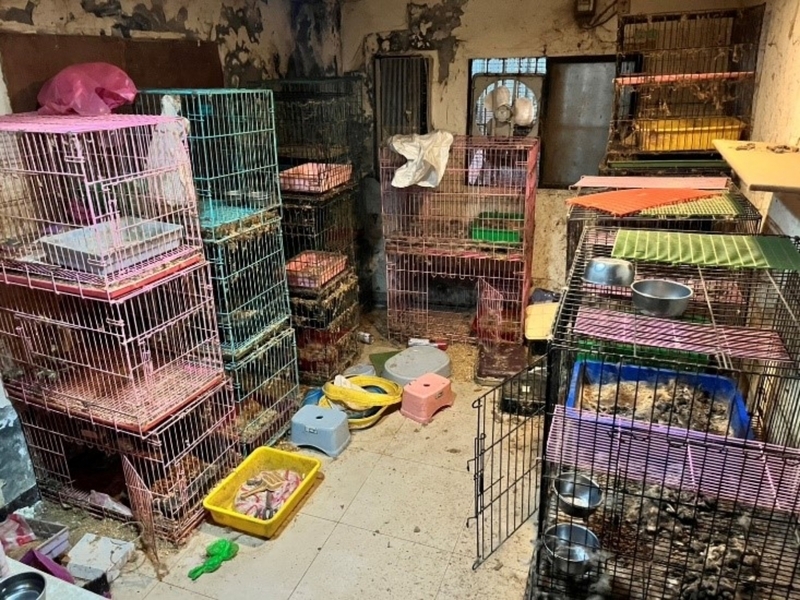 新北7貓慘死 動保處認定飼主住處淪非法繁殖場