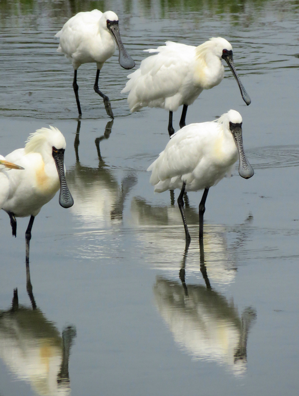 台南黑琵披上金黃色繁殖羽 北返季節到