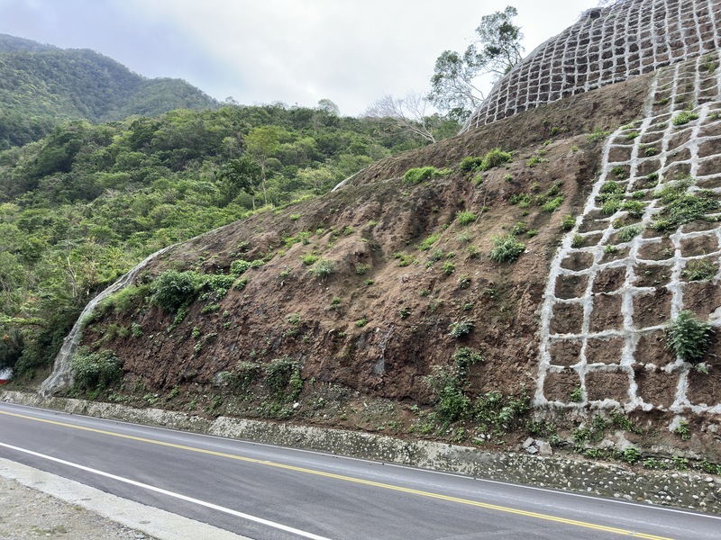 太魯閣震後邊坡新生 原生植物長出小苗播種志工落淚