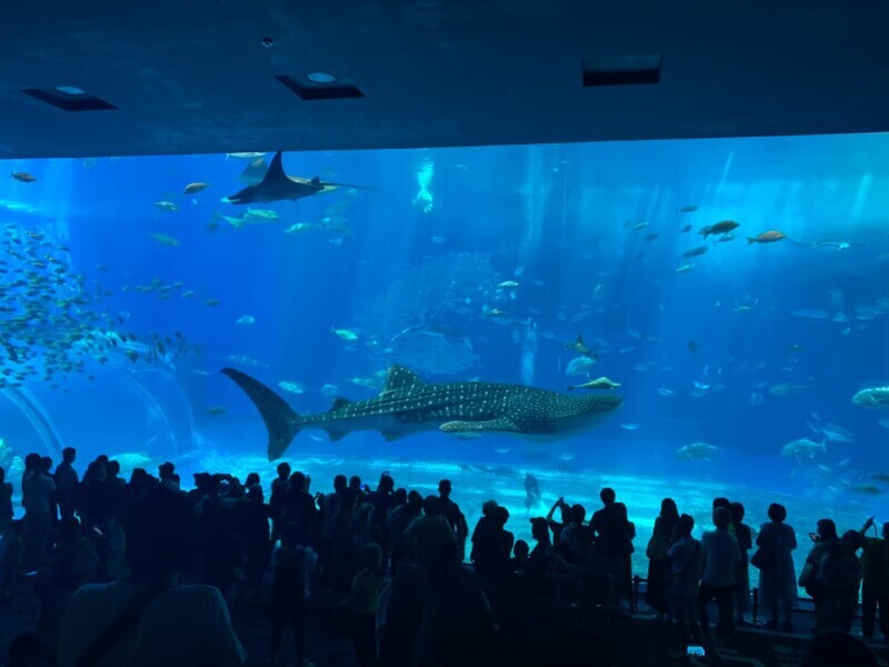 樂園體驗、航程短 台灣近60萬小朋友遊日本