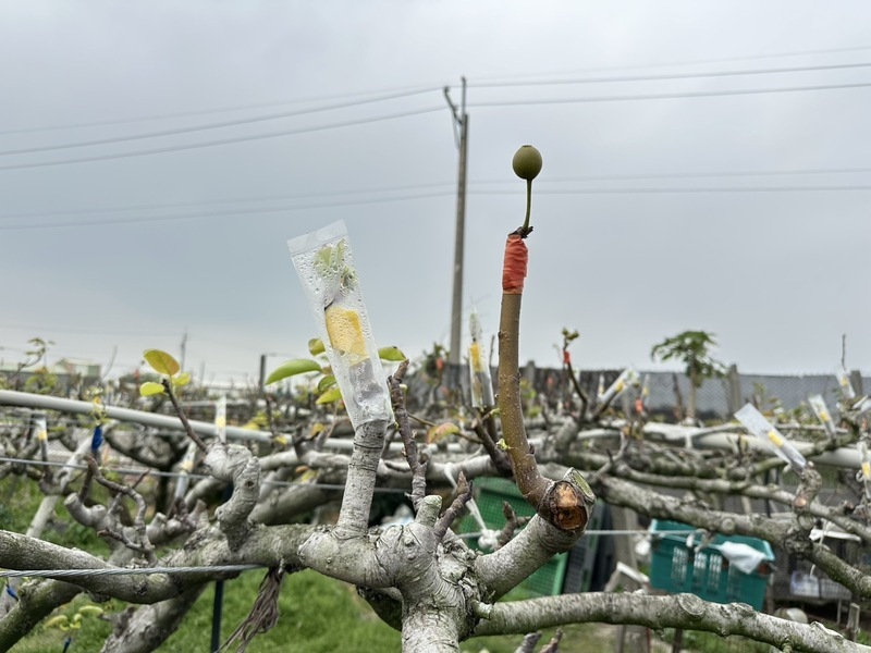 彰化高接梨穗受損現金救助 每公頃6.2萬元