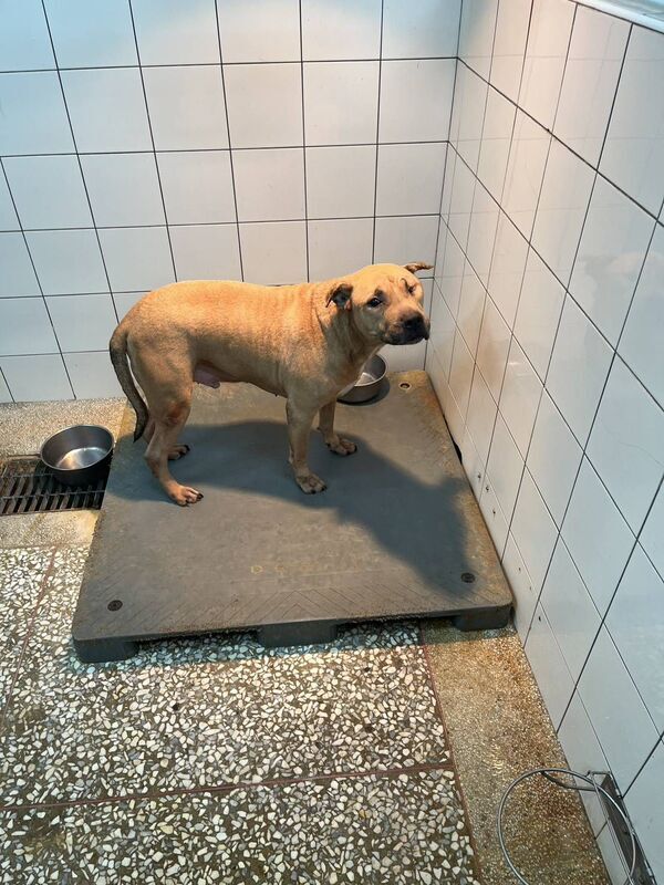 防止比特犬傷人 高市要求飼主強化管理