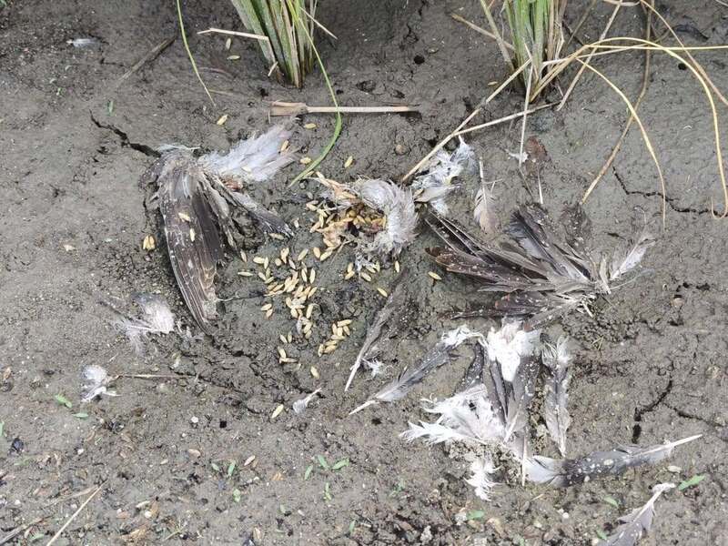 生態監測毒鳥後農田 萬安國小台東縣科展獲獎