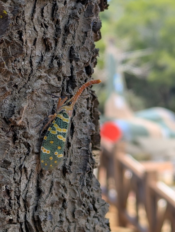 外型如身披迷彩服 「龍眼雞」冬日暖陽下金門現蹤