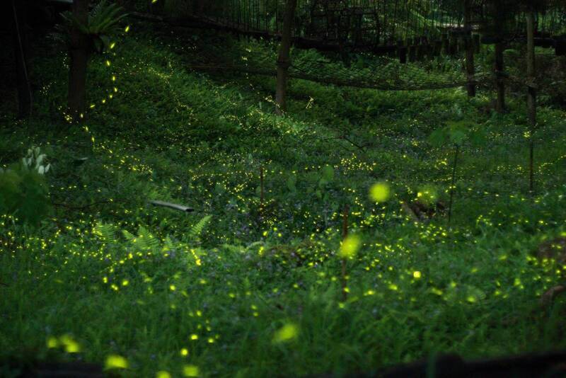 結合環教及低碳旅遊 3/29東勢林場點亮螢火蟲季