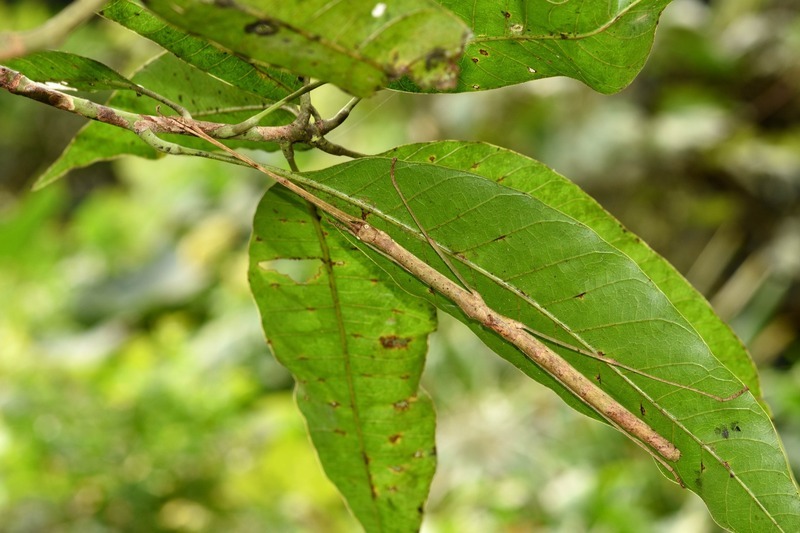收信竟是竹節蟲卵 北市動物園籲棄養恐影響生態