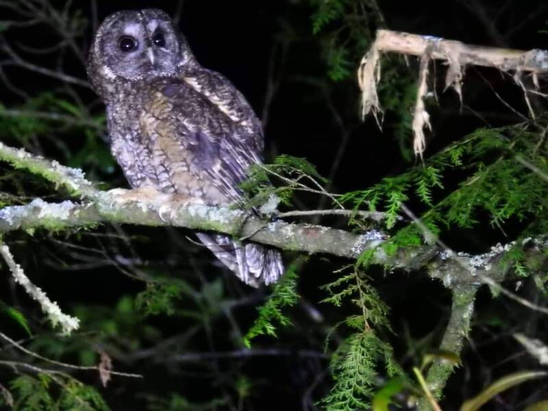 大雪山賞鳥賽登錄134種 首次滿貫記錄31台灣特有種
