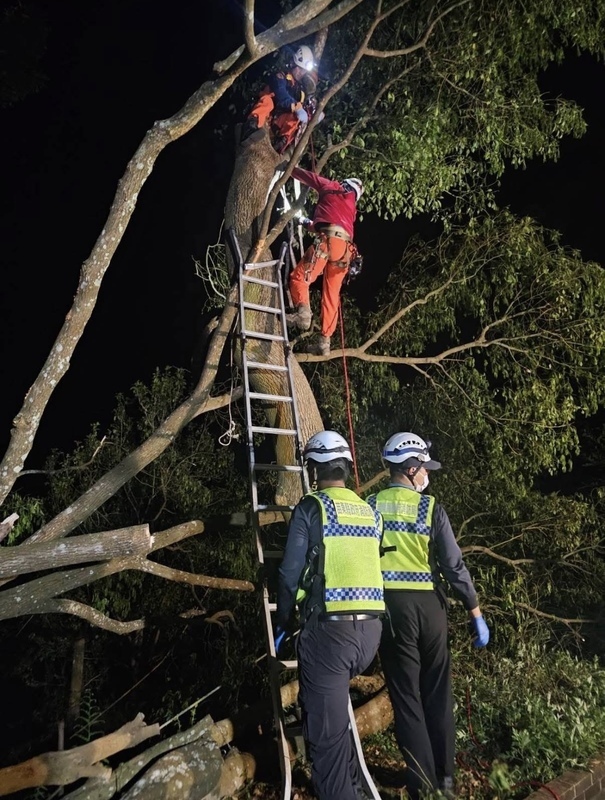 苗栗翁外出鋸木失聯 竟卡在樹上身亡將相驗死因