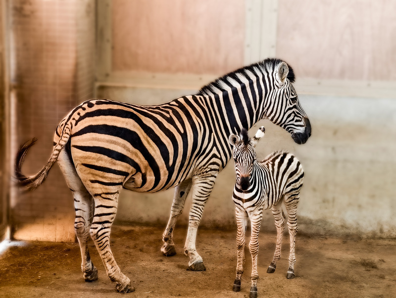 竹縣六福莊喜迎斑馬寶寶 粉專26日起辦命名票選